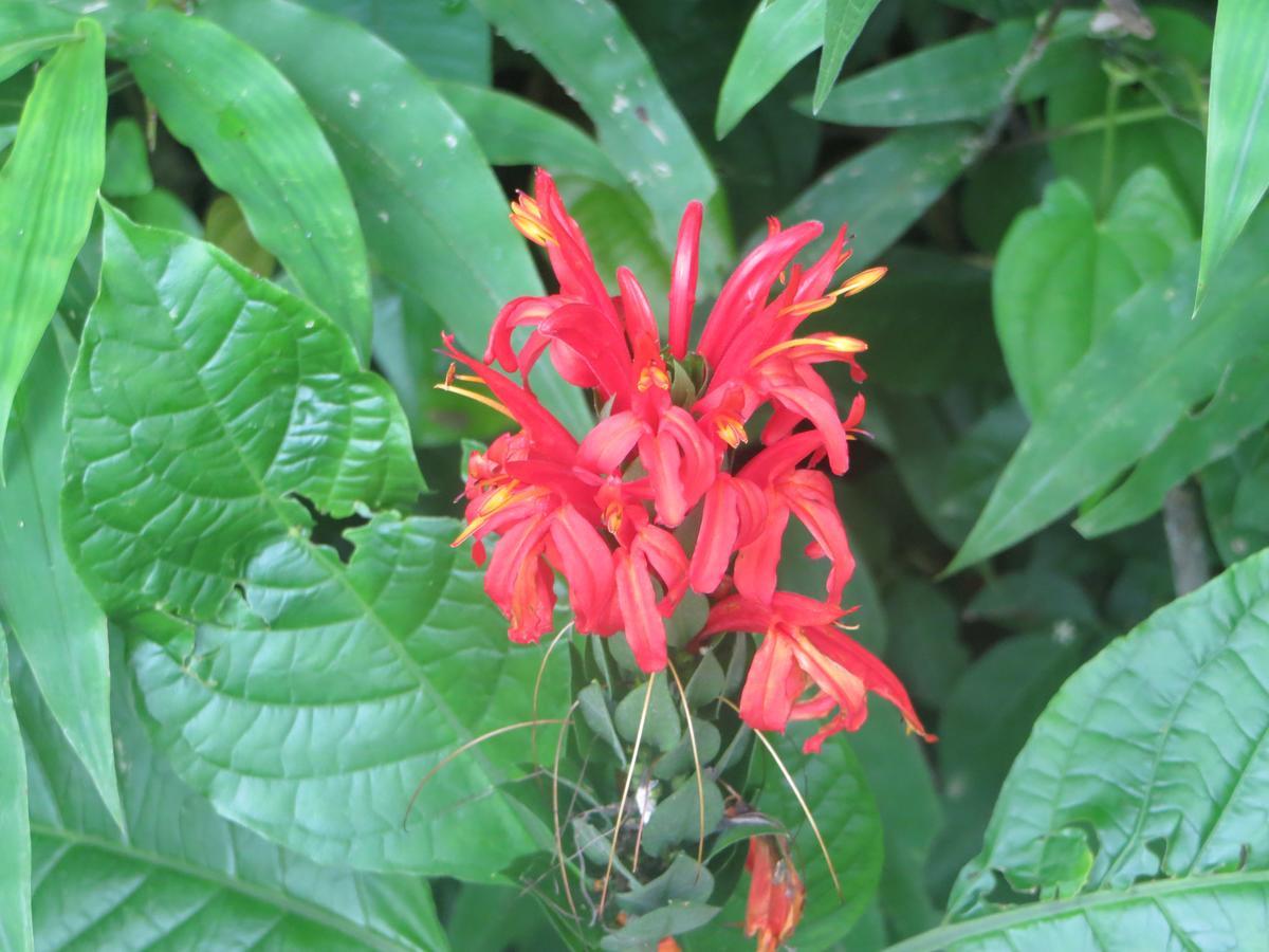 Ecohostal Palmares Del Rio Guachaca Buitenkant foto